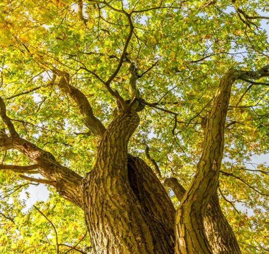 Revisiting the Role of Forest Carbon for Timberland Owners