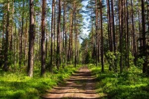 How Do Rising Energy Prices Affect Timberland Investments and the Forest Products Industry?