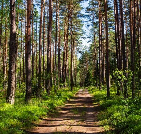 How Do Rising Energy Prices Affect Timberland Investments and the Forest Products Industry?