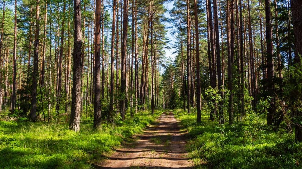 How Do Rising Energy Prices Affect Timberland Investments and the Forest Products Industry?