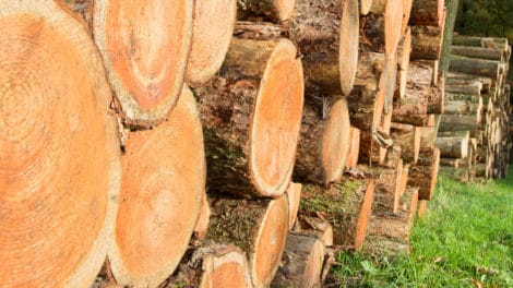 Questions to Ask When Screening Wood Baskets and Timber Markets