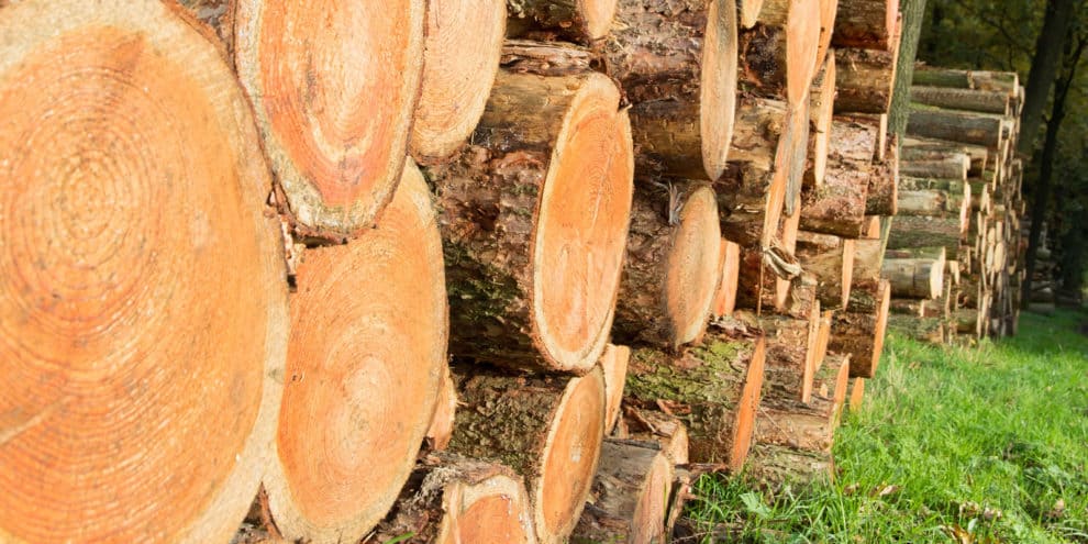 Questions to Ask When Screening Wood Baskets and Timber Markets