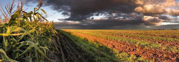 Selling Farmland or a Ranch: IRC Section 121 and Section 1031