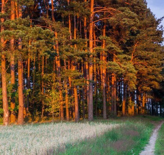 Selling Timber: Key Considerations for Landowners