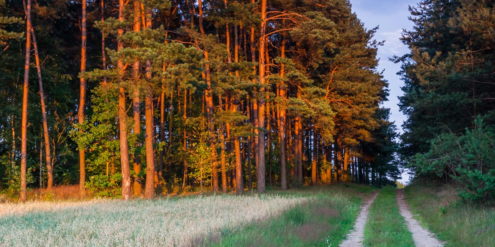 Selling Timber Key Considerations for Landowners LANDTHINK