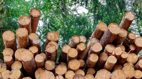 Timberland Investing: Selling Timber Rights is Another Way to Skin a Cat