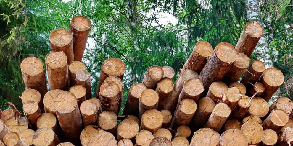 Timberland Investing: Selling Timber Rights is Another Way to Skin a Cat