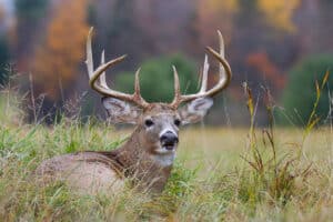 Sharing a Hunting Lease and Gear: 4 Tips for Best Results