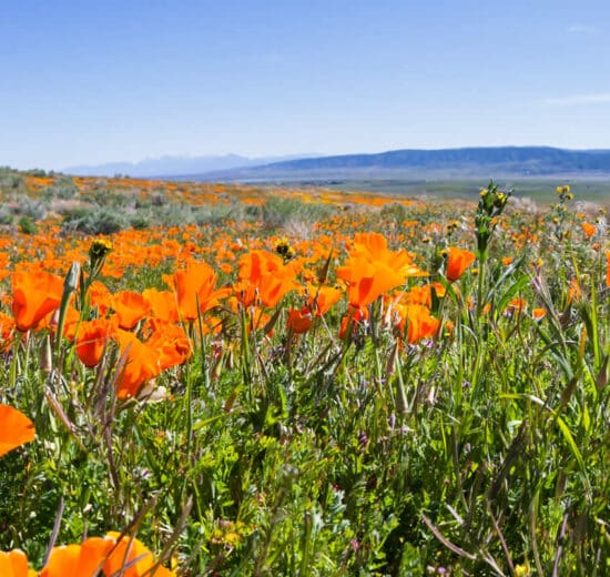 Should I Sell My Land?