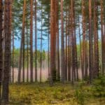 Should Land Agents Always Be Carrying a Firearm?