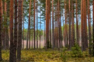 Should Land Agents Always Be Carrying a Firearm?