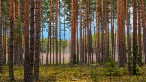 Should Land Agents Always Be Carrying a Firearm?