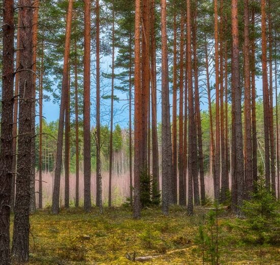 Should Land Agents Always Be Carrying a Firearm?