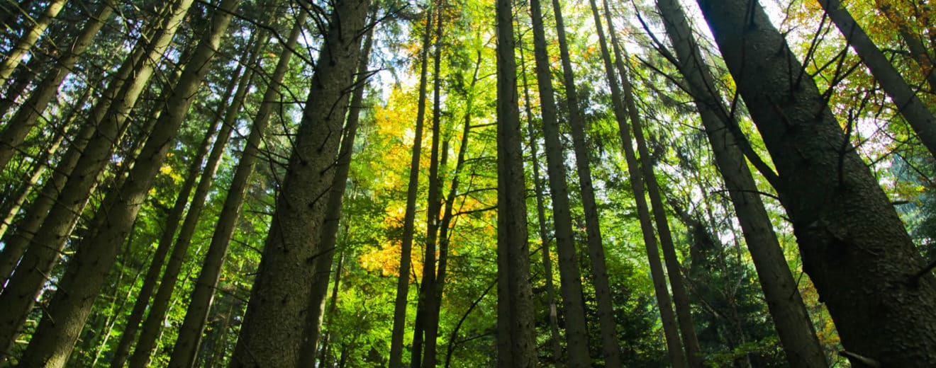 Smart Timber Harvesting on a Property Requires Planning
