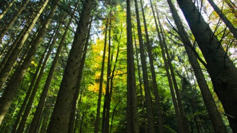 Smart Timber Harvesting on a Property Requires Planning