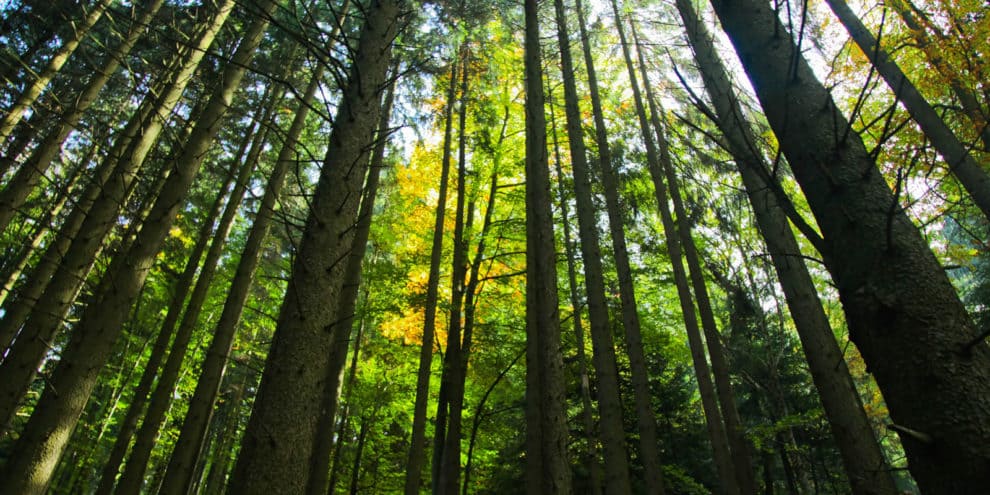 Smart Timber Harvesting on a Property Requires Planning