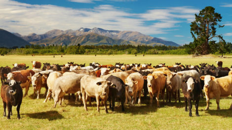 So you Want to Buy a Cattle Ranch?