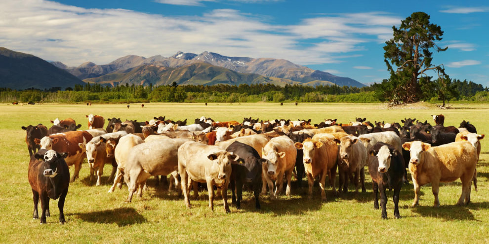 So you Want to Buy a Cattle Ranch?