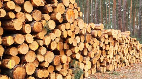 Softwood Lumber in North America and Timber in the Pacific Northwest