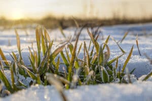 Soil Wealth: Land Investors Are Betting on Biodiversity