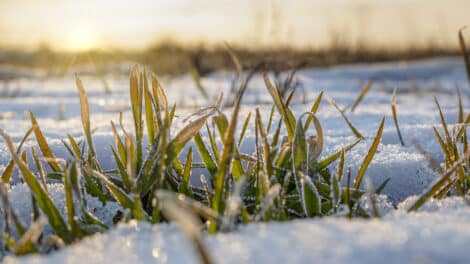 Soil Wealth: Land Investors Are Betting on Biodiversity