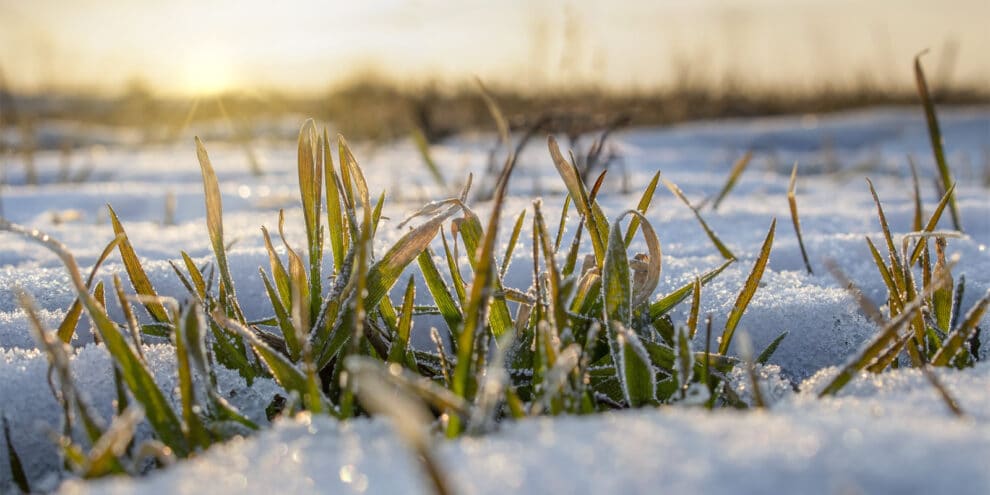 Soil Wealth: Land Investors Are Betting on Biodiversity