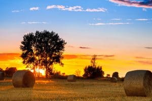 Southeastern Farmland Prices Seem Stable