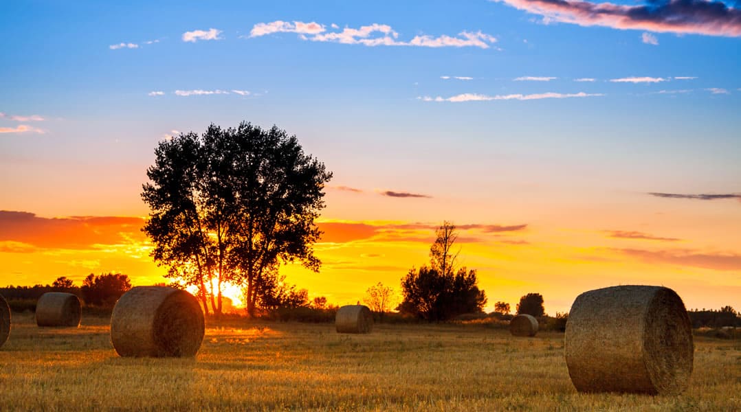 Vivacious Examples of Forest Life Photography Stockvault