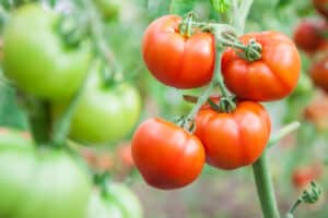 Welcoming Spring: Five Best Vegetables to Plant Now