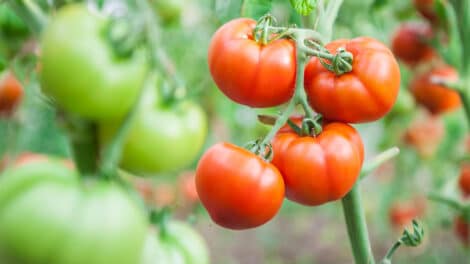 Welcoming Spring: Five Best Vegetables to Plant Now