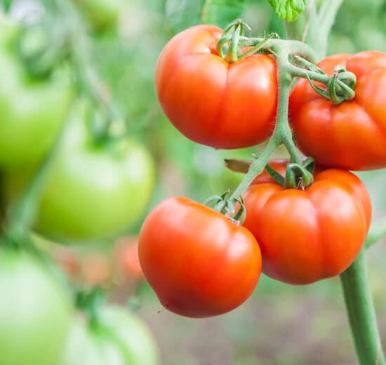 Welcoming Spring: Five Best Vegetables to Plant Now