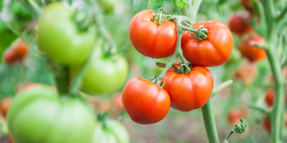 Welcoming Spring: Five Best Vegetables to Plant Now