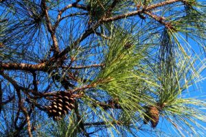 Successful Investment and Management of Pine Plantations