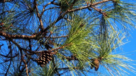 Successful Investment and Management of Pine Plantations