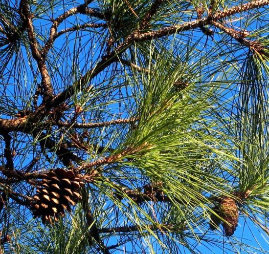 Successful Investment and Management of Pine Plantations