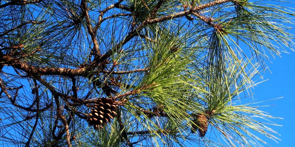 Successful Investment and Management of Pine Plantations