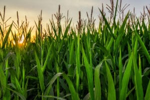 The Future of Farming? What You Need to Know About Vertical Farming