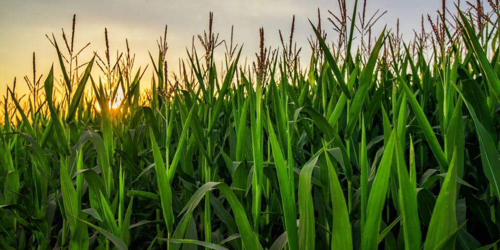 The Future of Farming? What You Need to Know About Vertical Farming