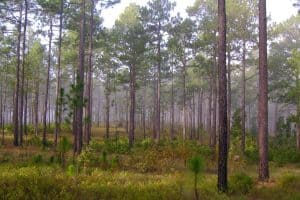 The Legacy of Longleaf Pine