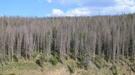 The Unexpected Relationship Between Bark Beetles and Wildfires