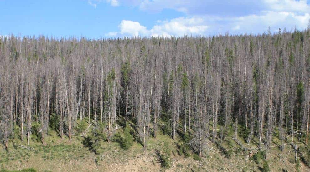 The Unexpected Relationship Between Bark Beetles and Wildfires