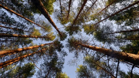 Thinking Beyond Deviations in the Forest Products Industry