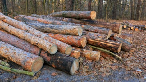 U.S. Timber Price Forecasts: Framing the Outlook for 2013