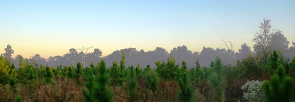 Timber REIT Returns, Wood Bioenergy Investments and the Dallas Mavericks