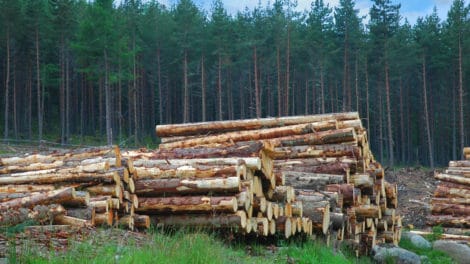 Timber in Turmoil and Wood Bioenergy “Shake Out”