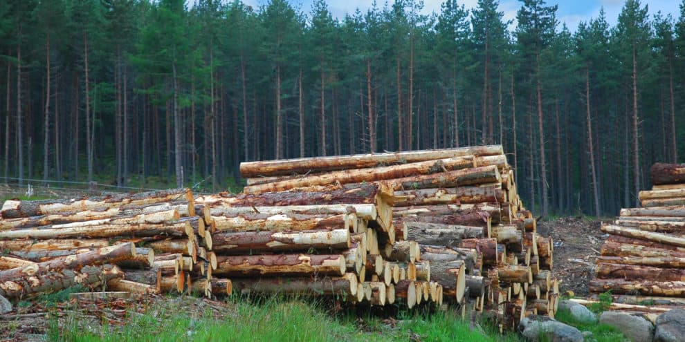 Timber in Turmoil and Wood Bioenergy “Shake Out”