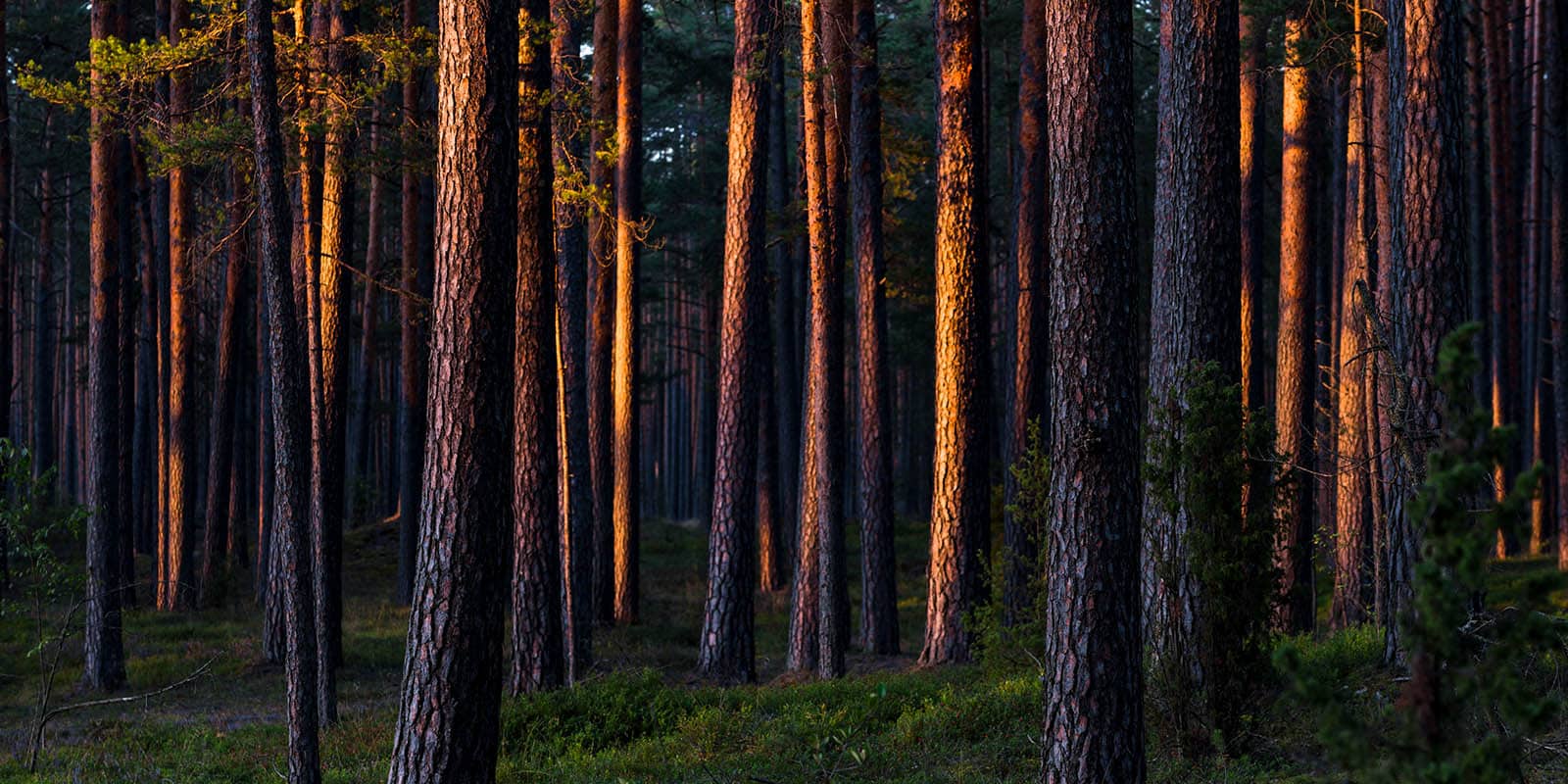 Thinking About Timberland Investment Exposure to Interest Rates and