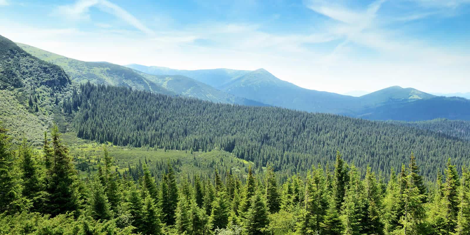 Timberland Investment Summit Testy and Sobering LANDTHINK