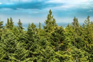 Timberland Ownership and Management in North America: 2016 Update