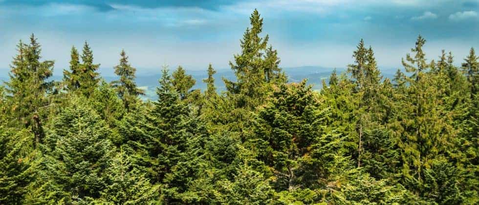 Timberland Ownership and Management in North America: 2016 Update